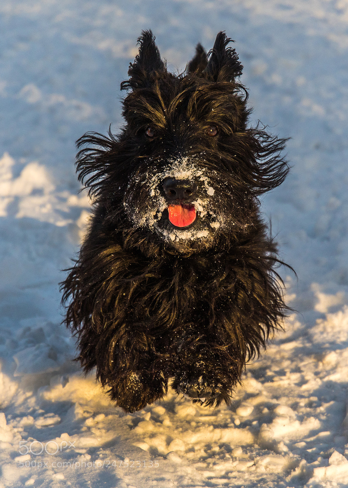 Nikon D500 sample photo. The beast photography