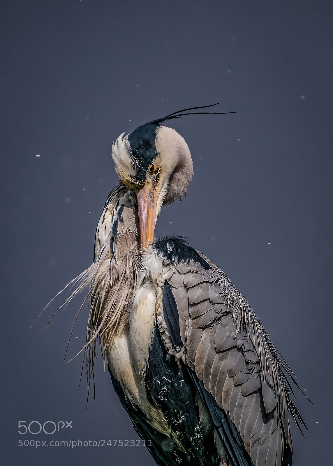 Panasonic Lumix DC-G9 sample photo. Heron perched cleaning in photography