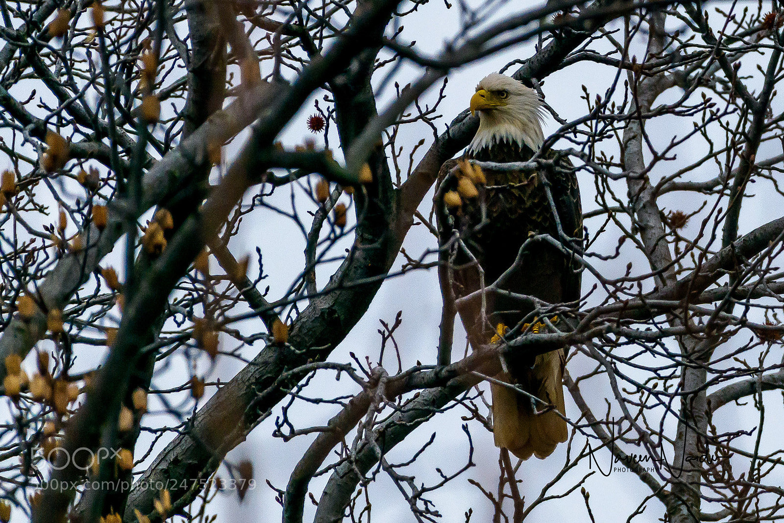Nikon D800 sample photo. Bald eagle photography