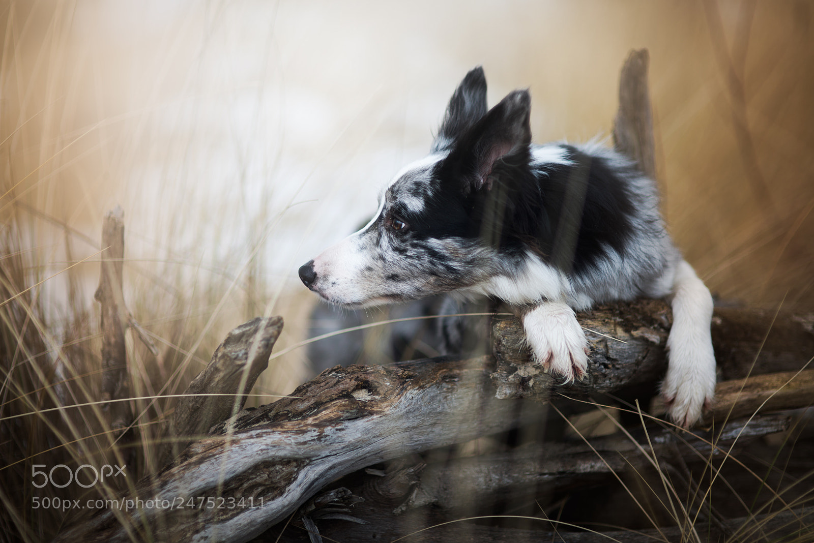 Nikon D610 sample photo. Morie photography