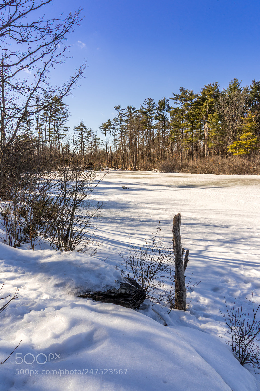 Sony a7 II sample photo. Mud lake pine trees photography