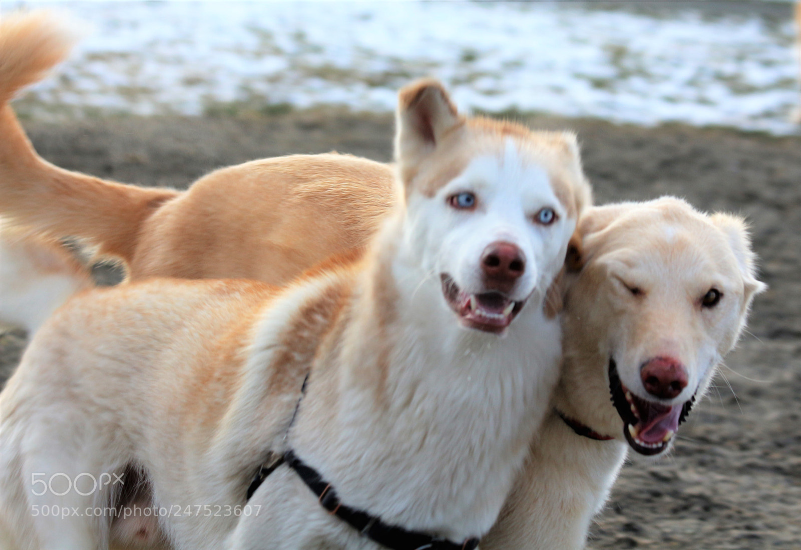 Canon EOS 700D (EOS Rebel T5i / EOS Kiss X7i) sample photo. Smile of the day! photography