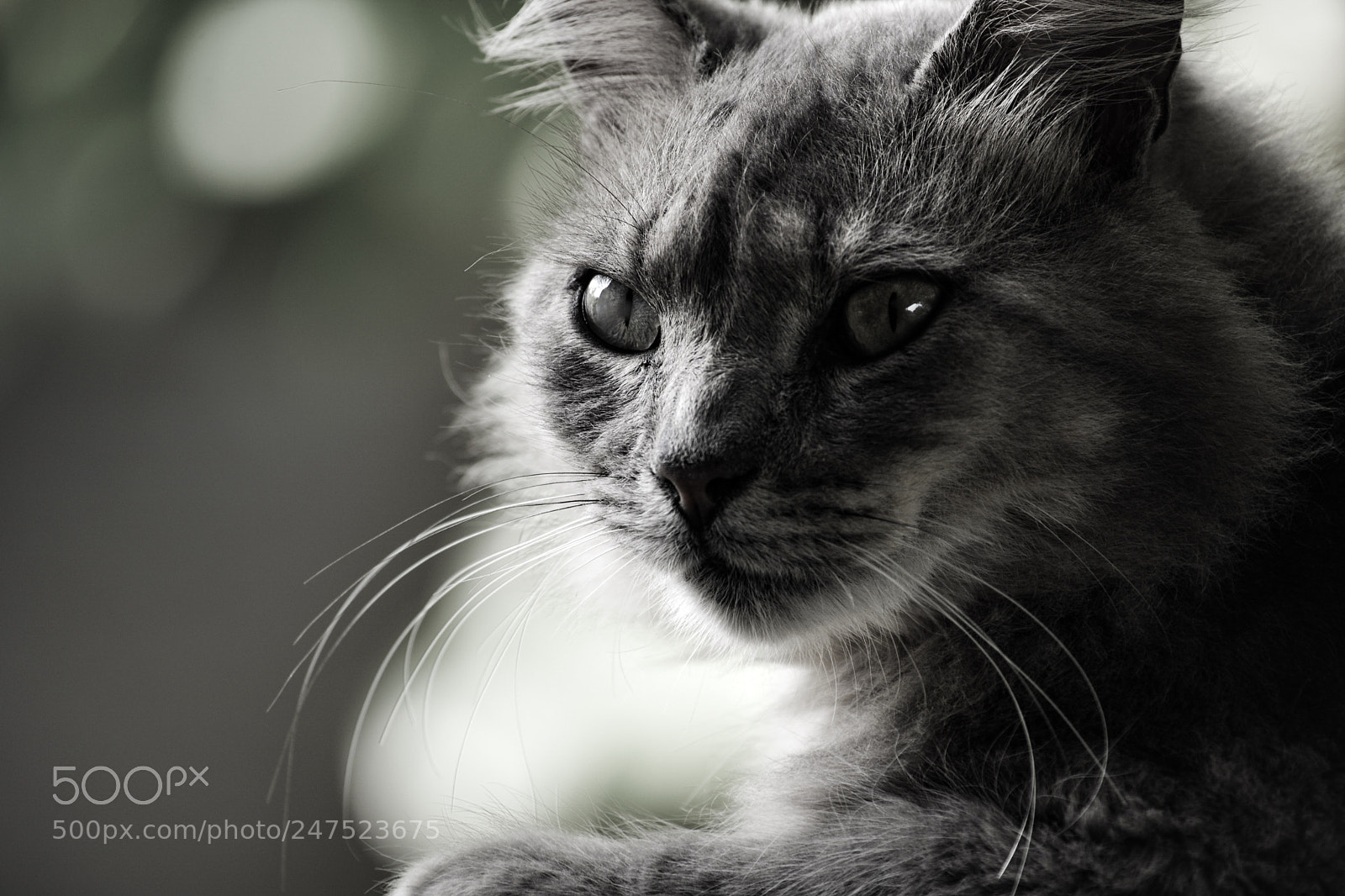 Nikon D7100 sample photo. Tincho photography