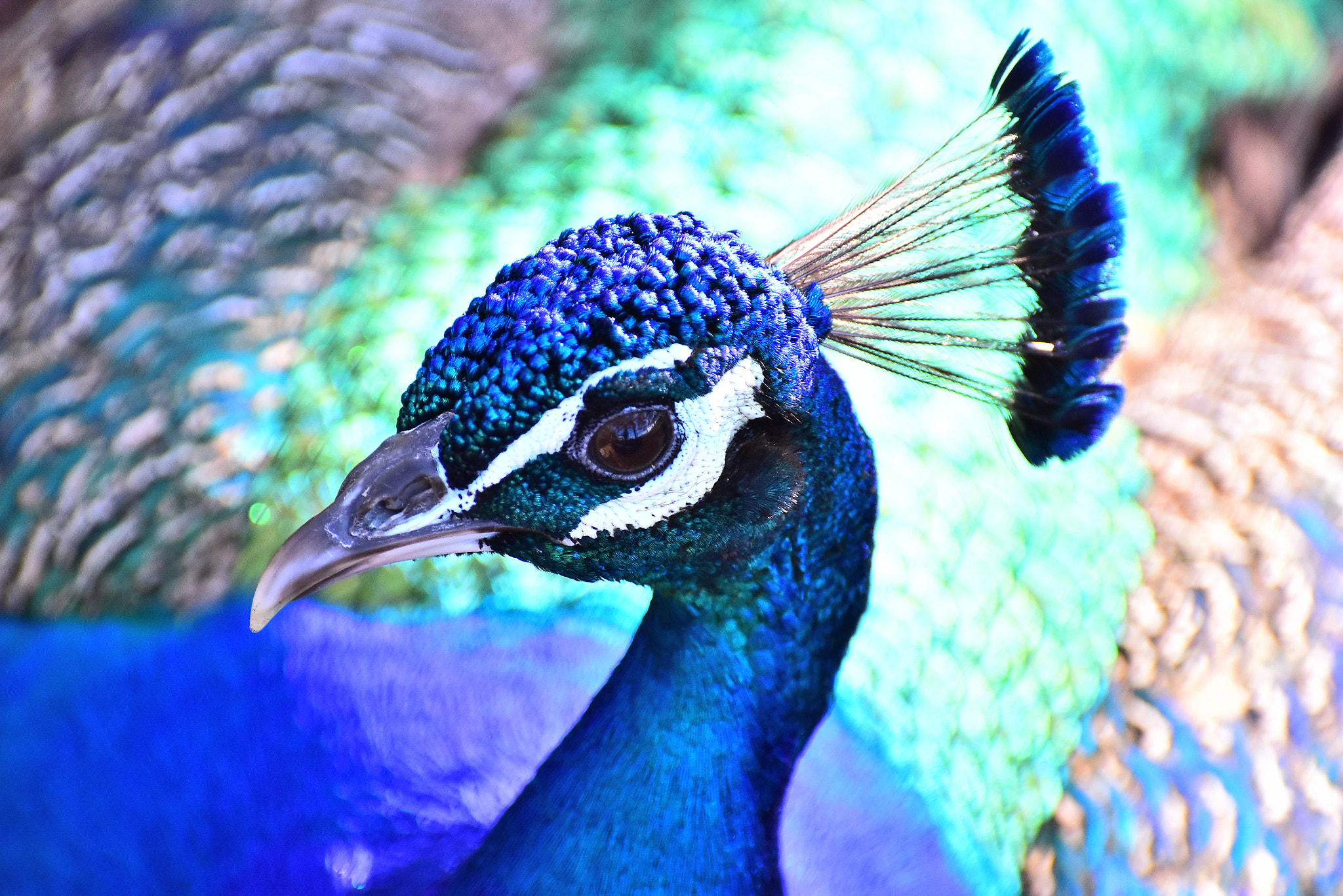 Nikon D7200 + Nikon AF-S Nikkor 70-300mm F4.5-5.6G VR sample photo. Pretty as a peacock photography
