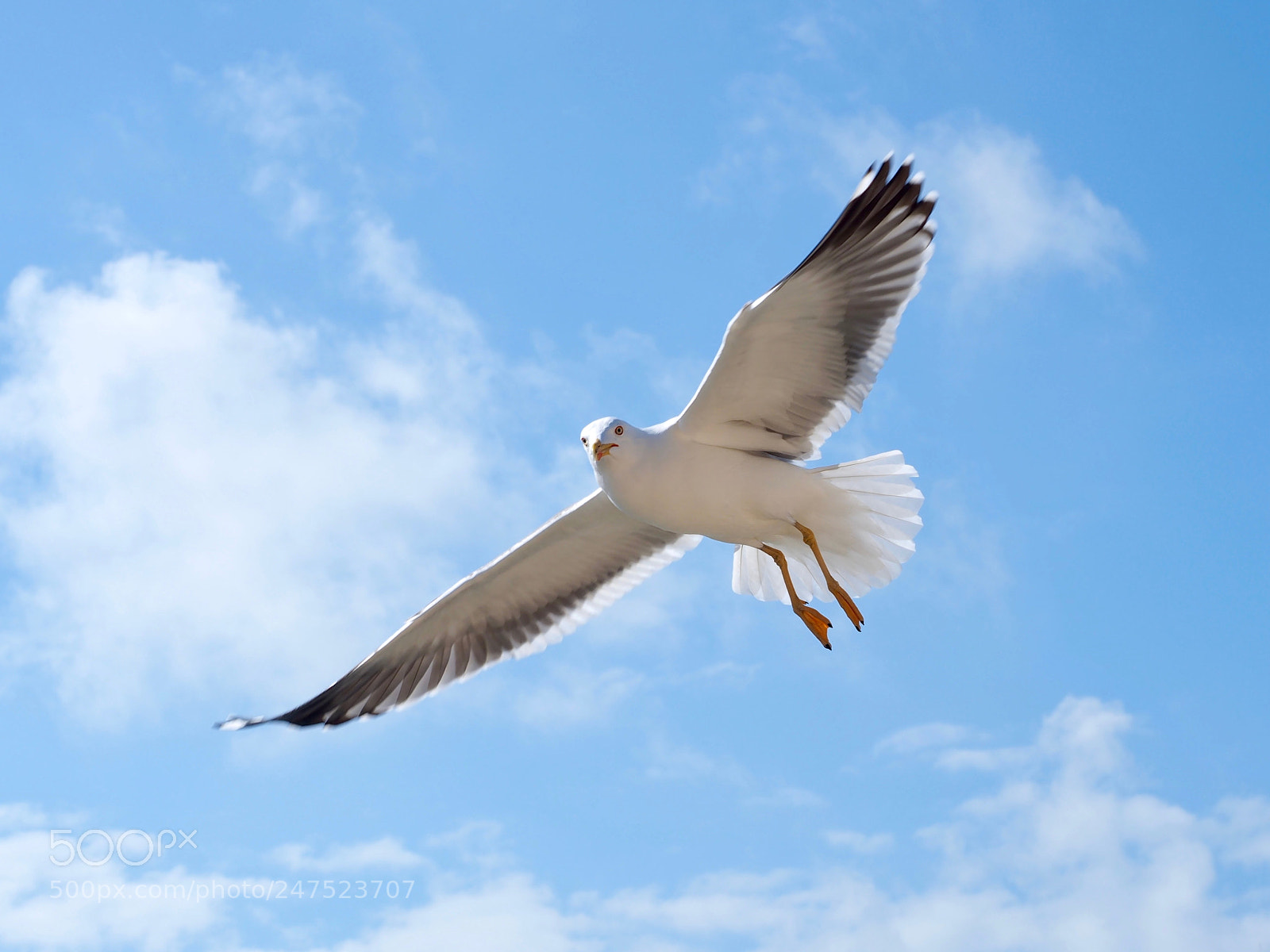 Olympus OM-D E-M10 sample photo. Seagull, see you! photography