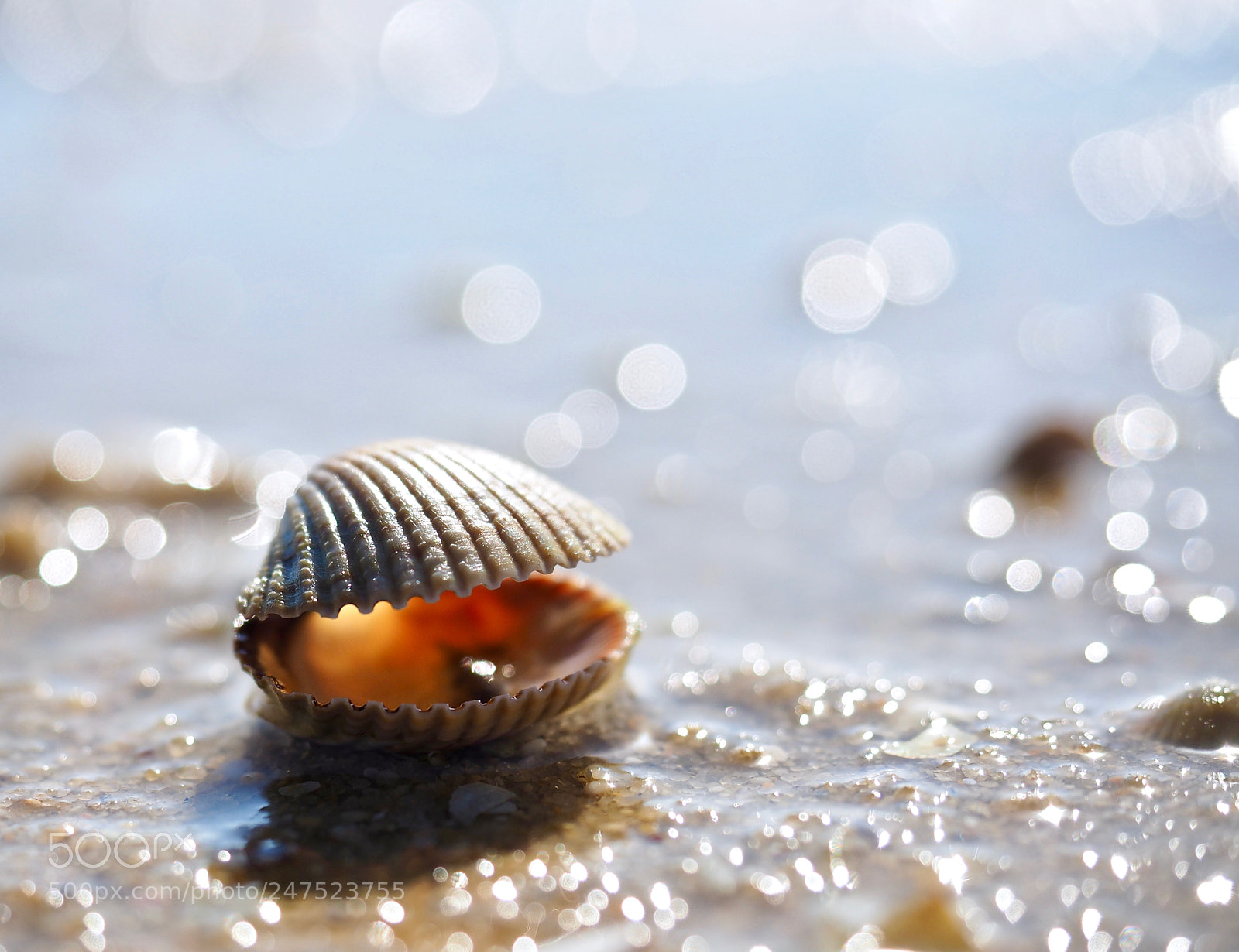 Olympus OM-D E-M10 sample photo. A pure shell line. photography