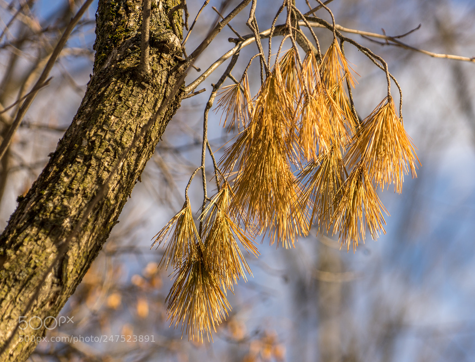 Sony a7 II sample photo. Hanging dead pine needles photography