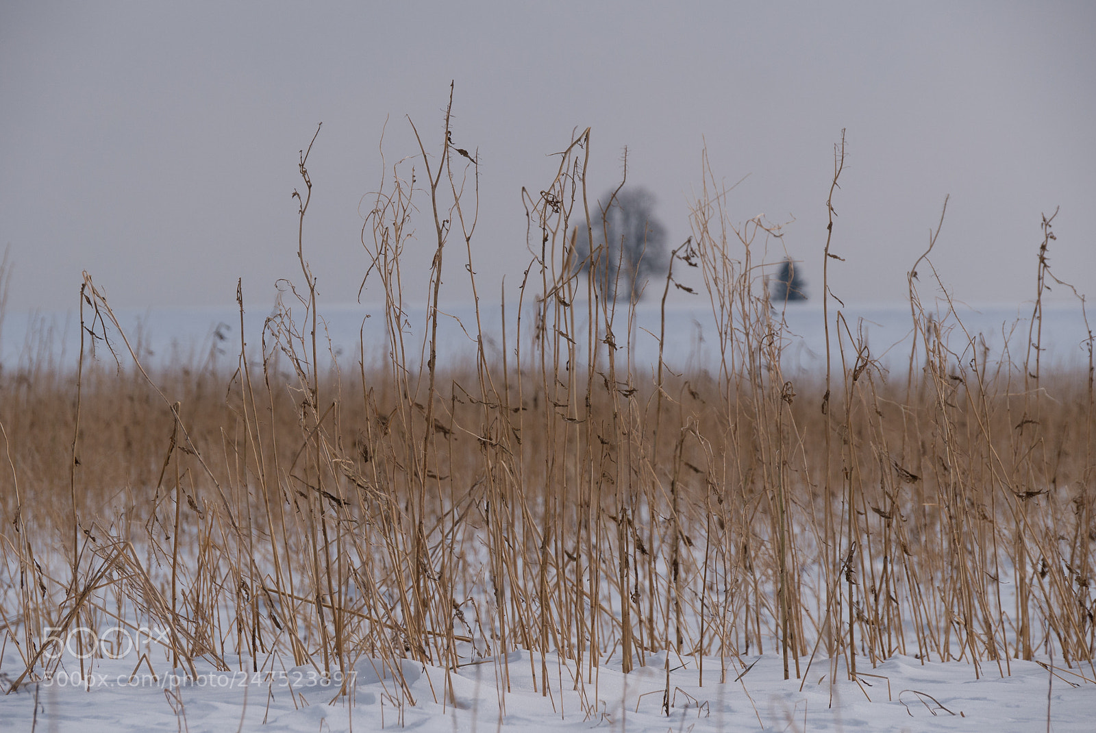 Panasonic DMC-G70 sample photo. Field in wintertime photography