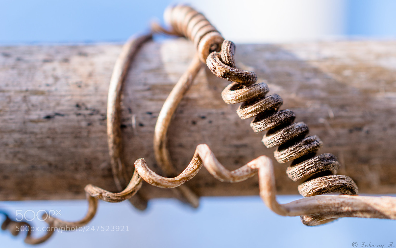 Nikon D5600 sample photo. Tendril perversion photography
