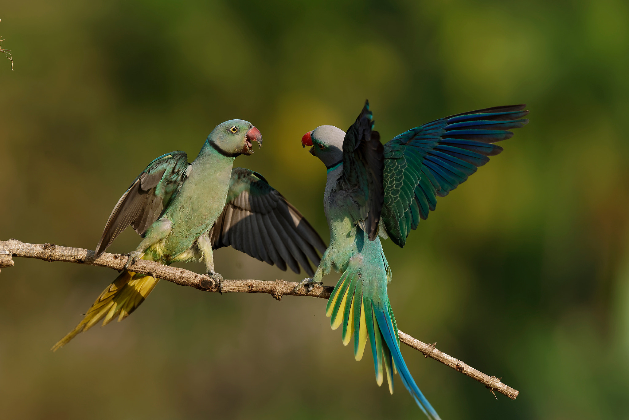 Sony 500mm F4 G SSM sample photo. Malabar parakeet photography