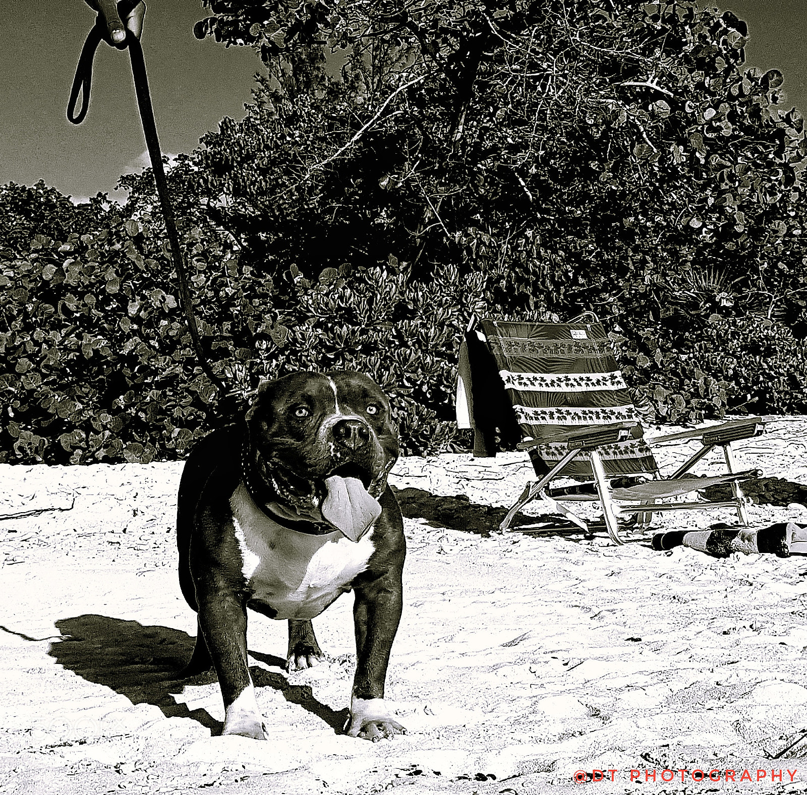 Samsung Galaxy S8+ sample photo. Brutus standing guard at photography