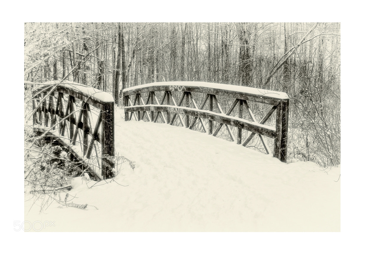 Nikon D5000 sample photo. Winter in the forest photography