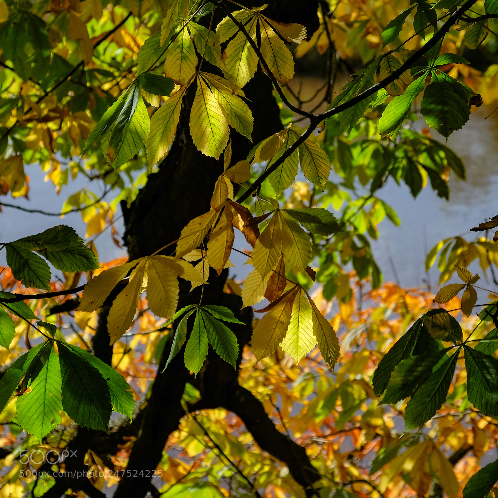 Fujifilm X-T2 sample photo. Autumn,yellow photography