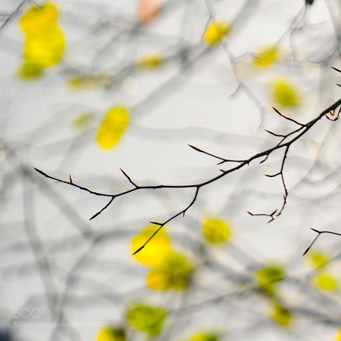 Nikon D3S sample photo. Intertwined photography