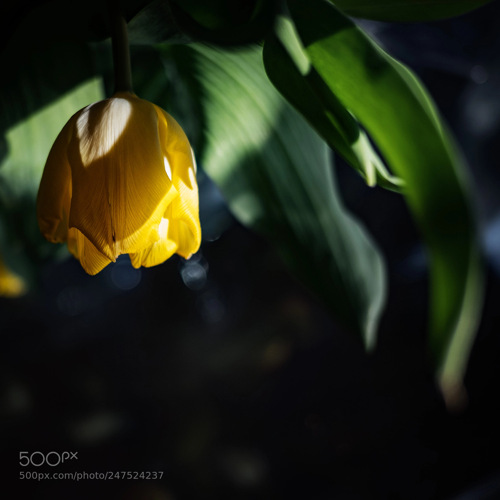 Fujifilm X-T2 sample photo. Tulip #1 photography