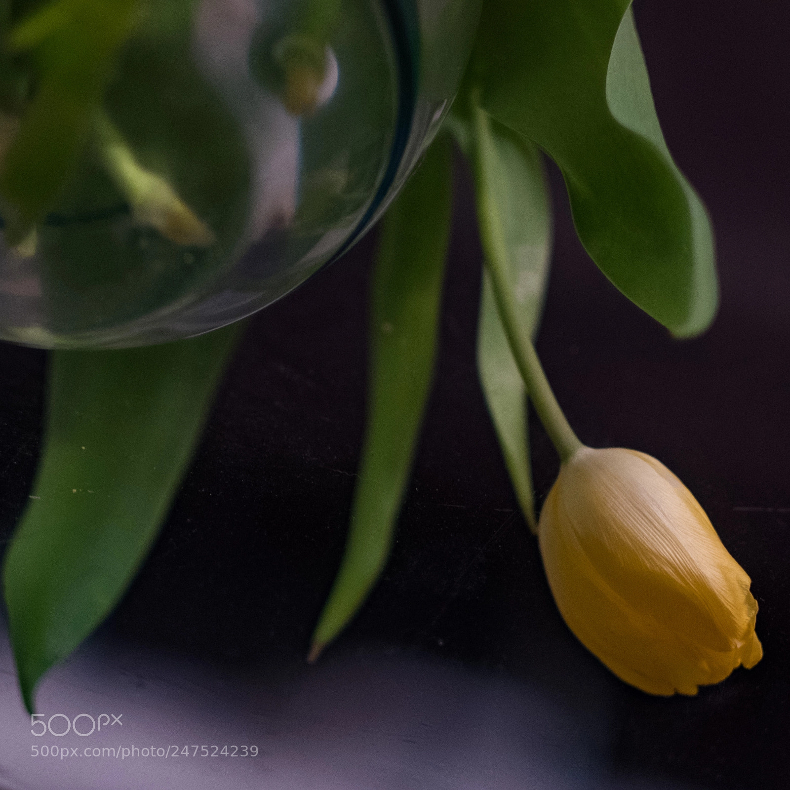 Fujifilm X-T2 sample photo. Tulip #2 photography