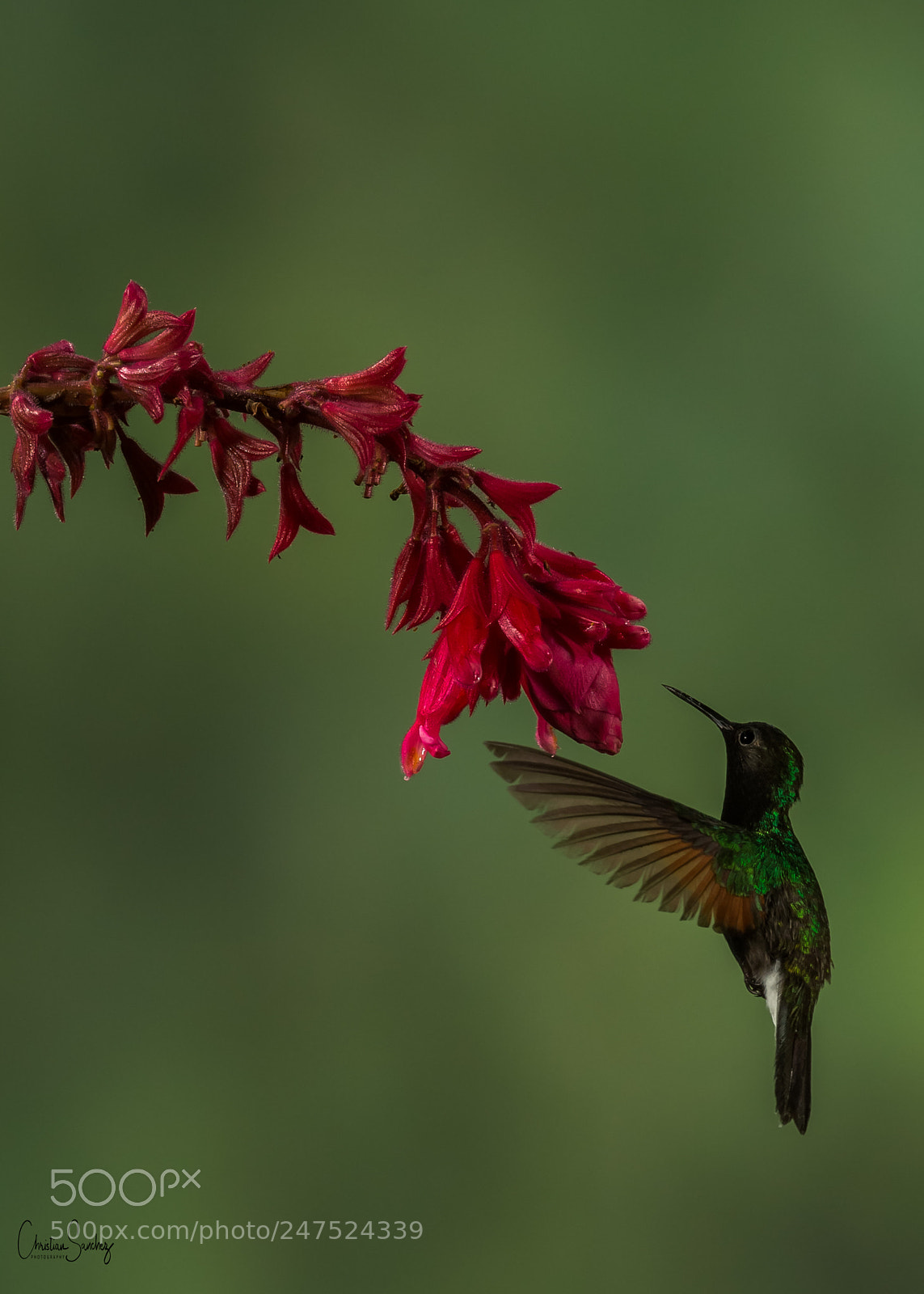 Nikon D4 sample photo. Black-bellied hummingbird photography