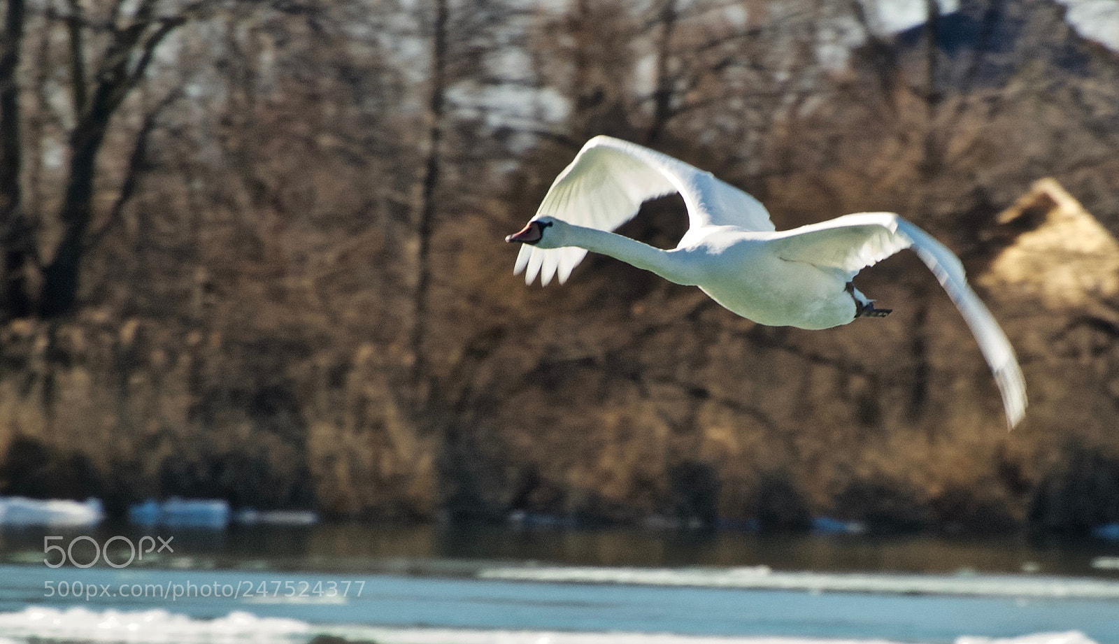Nikon D80 sample photo. Mute swan photography