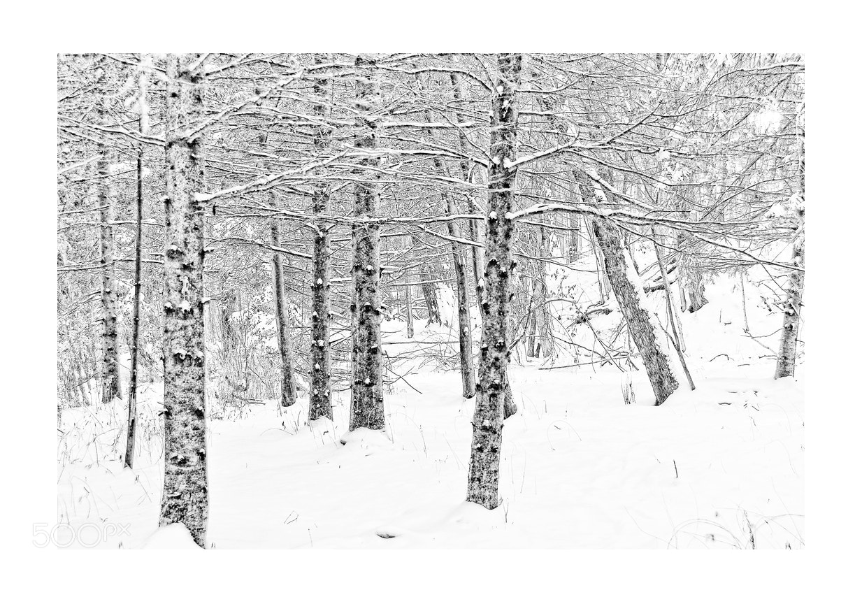 Nikon D5000 sample photo. Winter in the forest photography