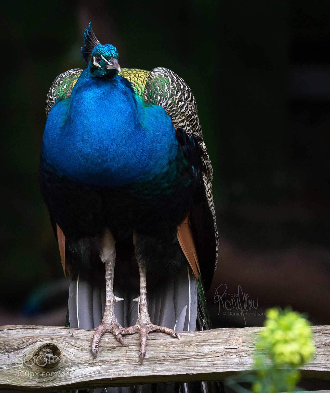 Nikon D7200 sample photo. Waiting for spring photography