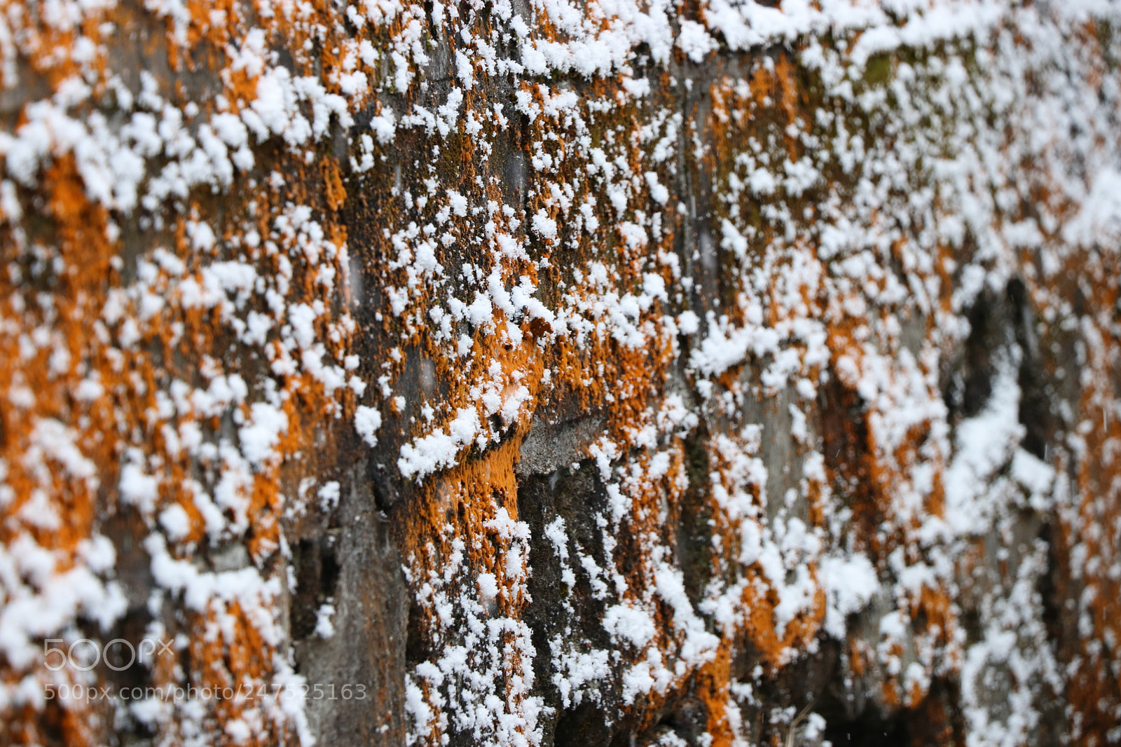 Canon EOS 80D sample photo. Snow on orange photography