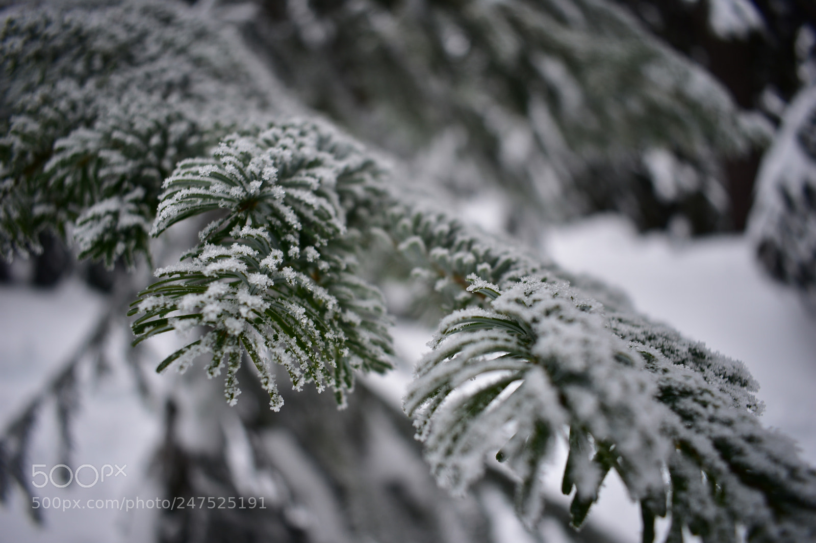 Nikon D3400 sample photo. Winter branch photography