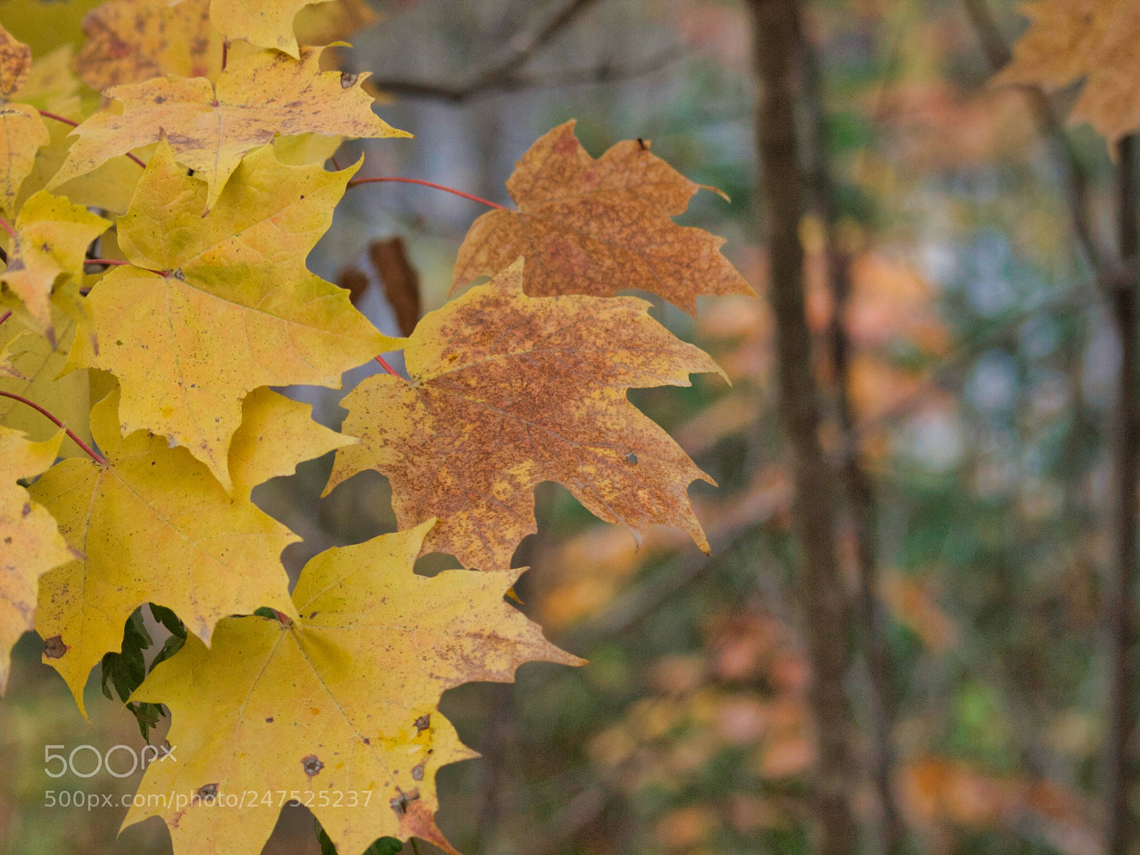 Olympus E-620 (EVOLT E-620) sample photo. Faded fall photography