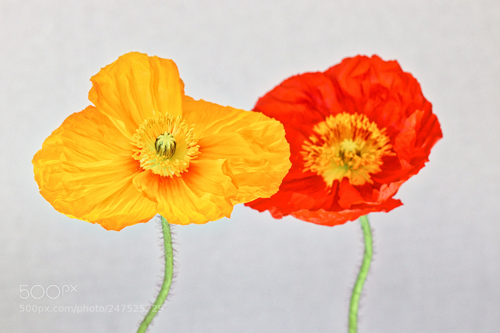 Canon EOS 77D (EOS 9000D / EOS 770D) sample photo. Icelandic poppies photography