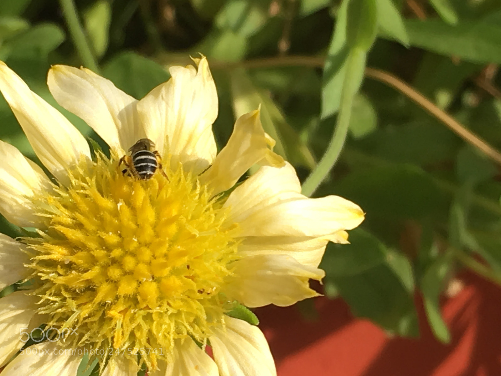 Apple iPhone SE sample photo. Garden photography photography