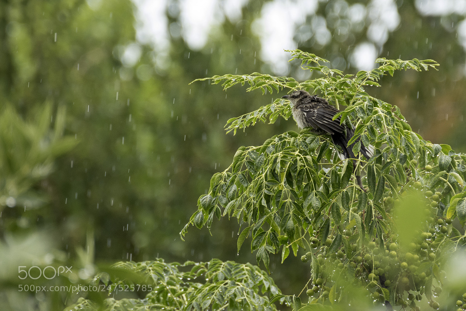 Nikon D7200 sample photo. Bajo la lluvia photography