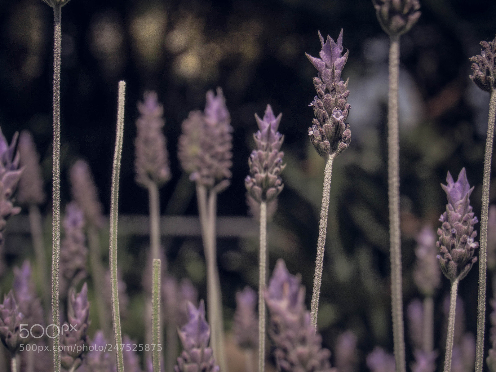 Canon PowerShot SX530 HS sample photo. Lavanda photography