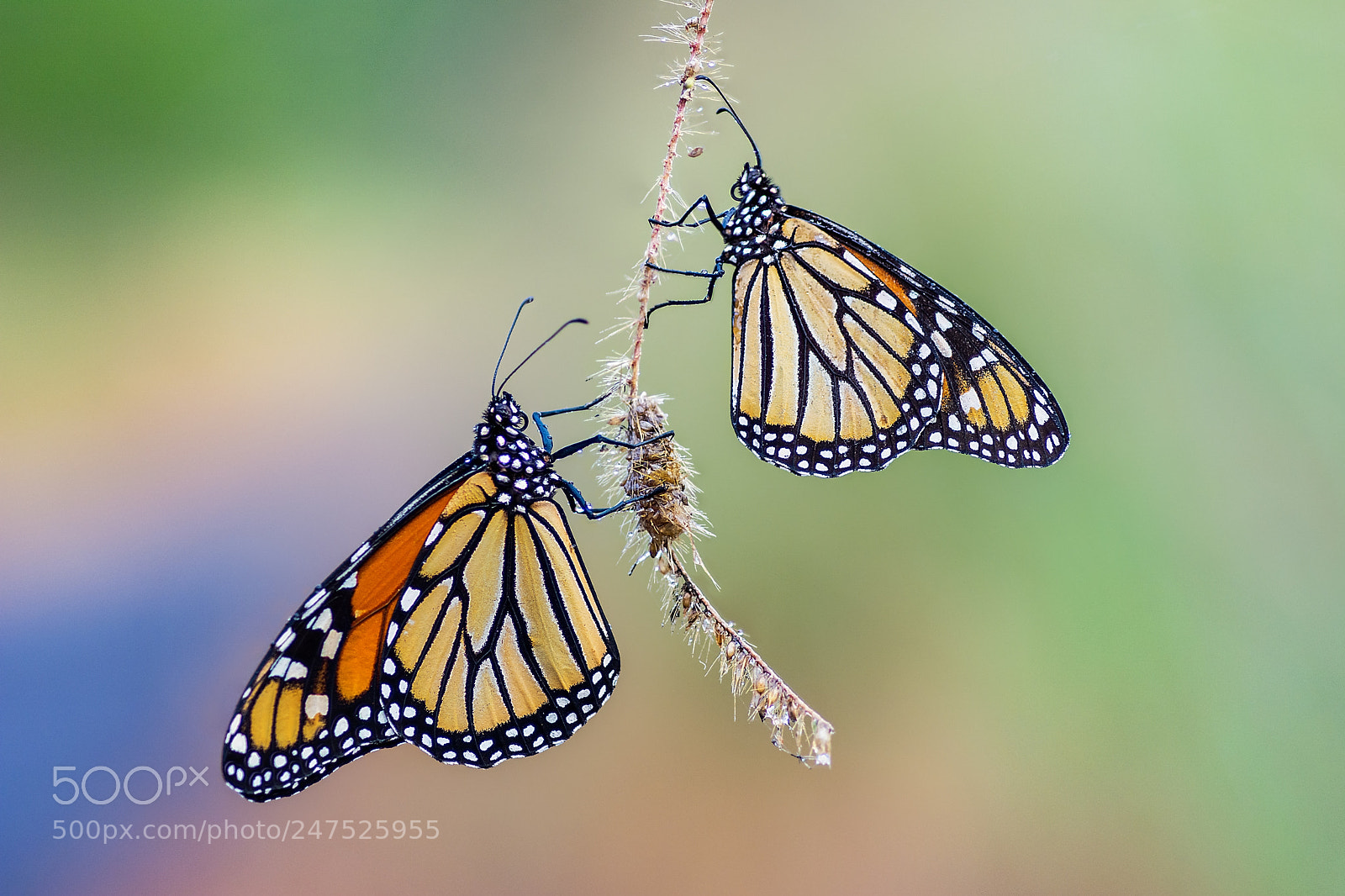 Nikon D5200 sample photo. A kaleidoscope of monarchs photography