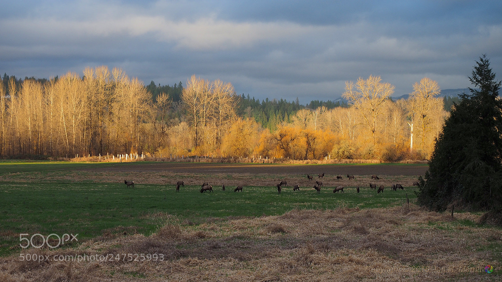 Olympus OM-D E-M1 sample photo. Elk grazing at golden photography