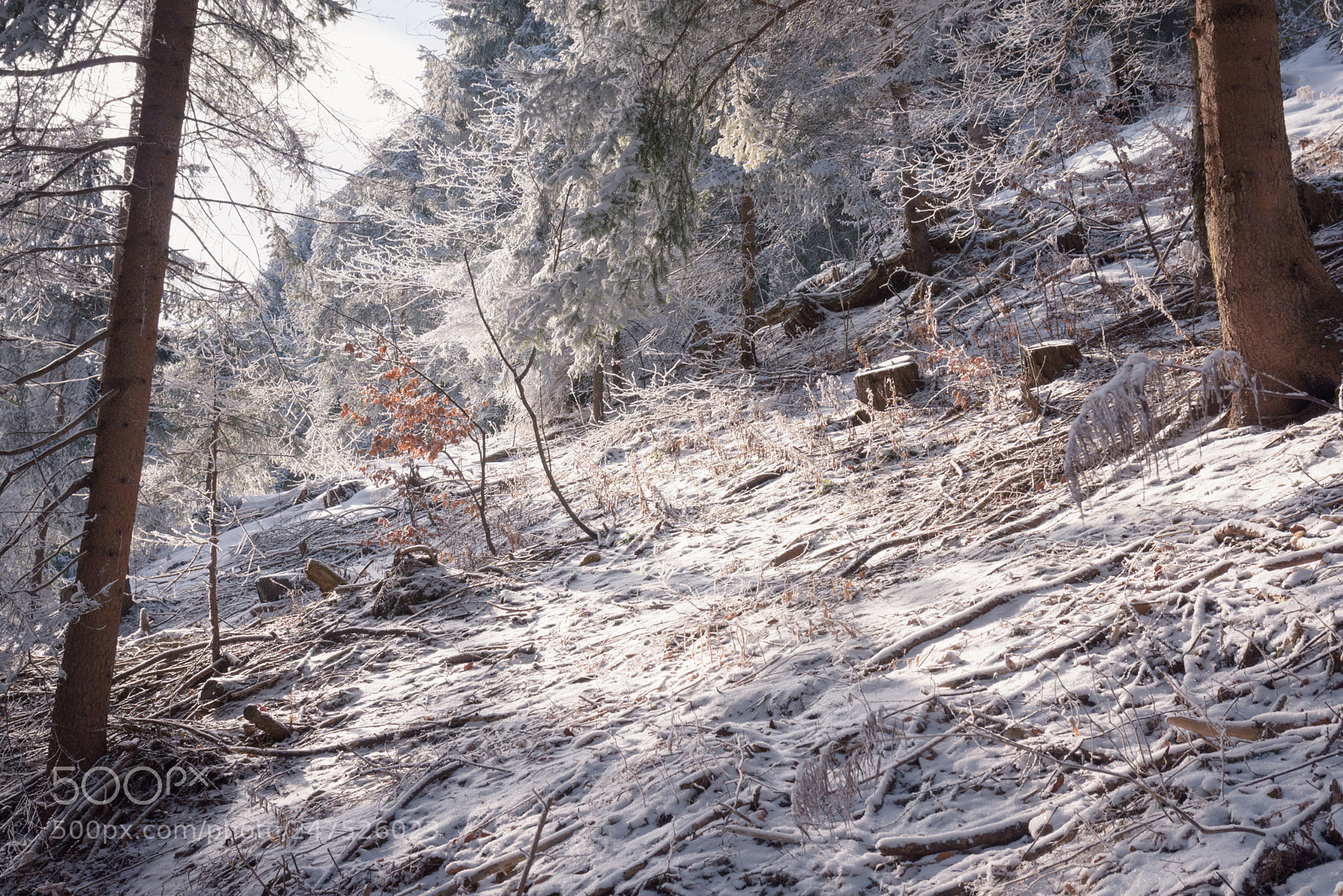Nikon D7200 sample photo. The enchanted wood photography