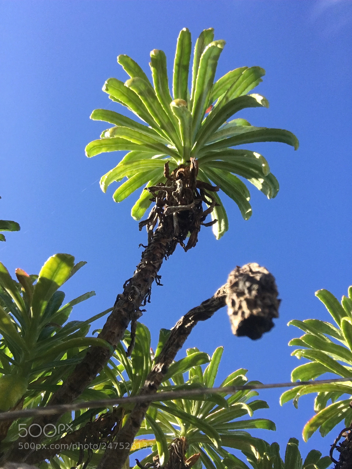 Apple iPhone 6s sample photo. Untitled photography