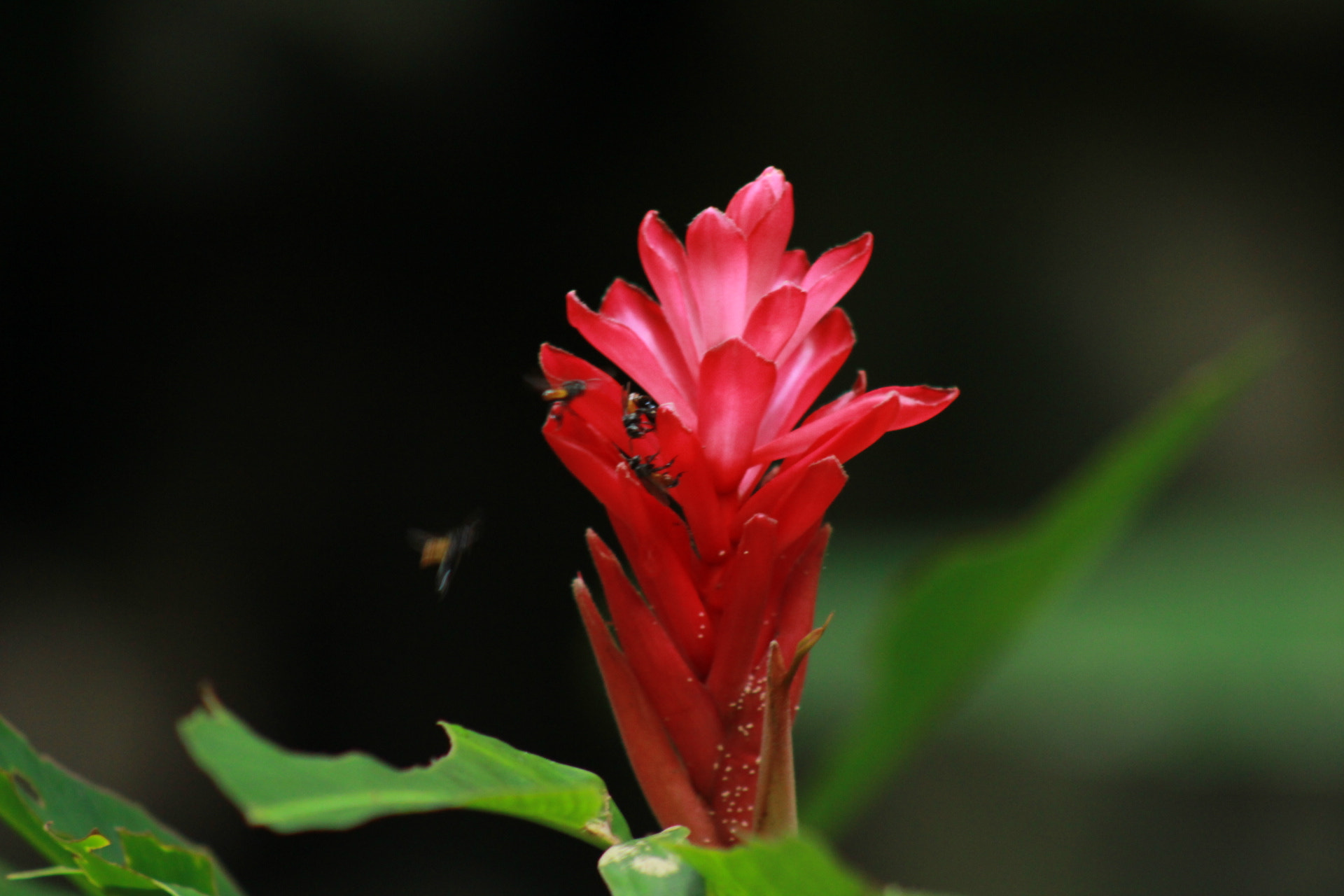EF75-300mm f/4-5.6 sample photo. Flower photography
