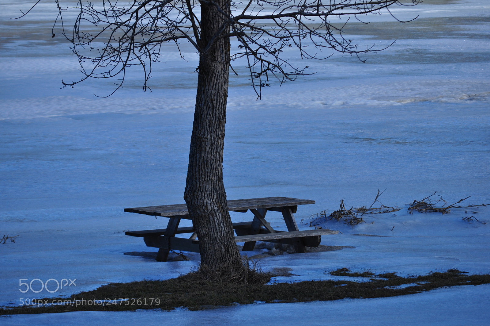 Nikon D5000 sample photo. Standing tall photography