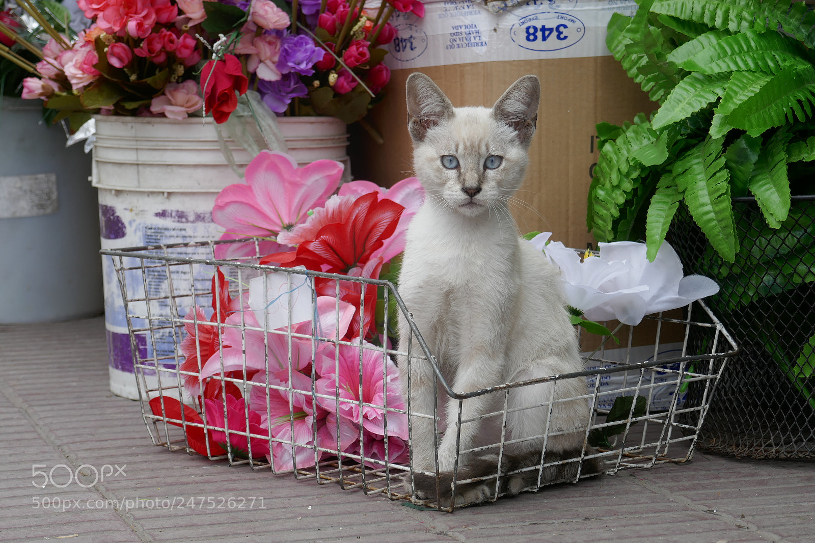 Panasonic Lumix DMC-ZS100 (Lumix DMC-TZ100) sample photo. Chachounet photography