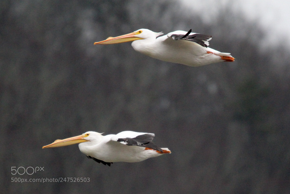 Canon EOS 1300D (EOS Rebel T6 / EOS Kiss X80) sample photo. White pelicans in flight photography
