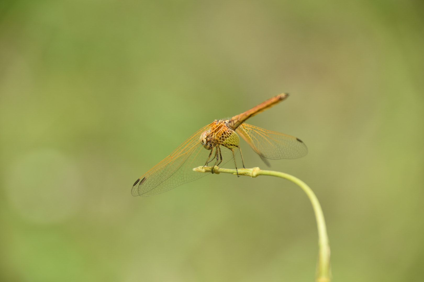 Nikon D5600 sample photo