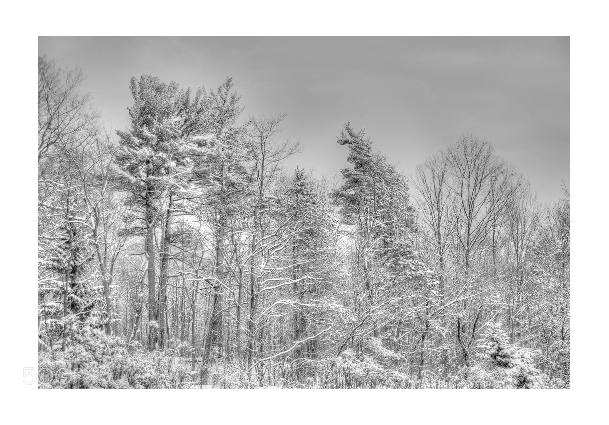 Nikon D5000 sample photo. After the snow storm photography
