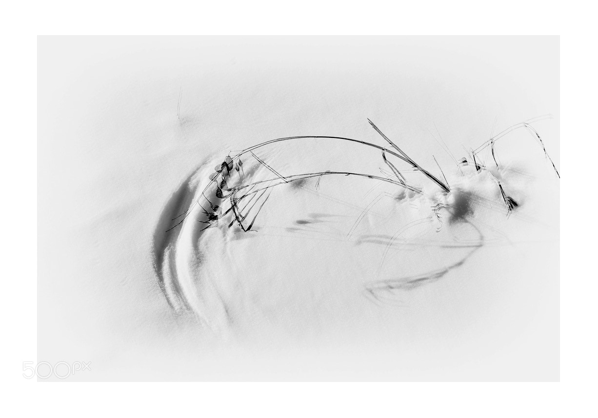 Nikon D5000 sample photo. Wind and grass playing photography