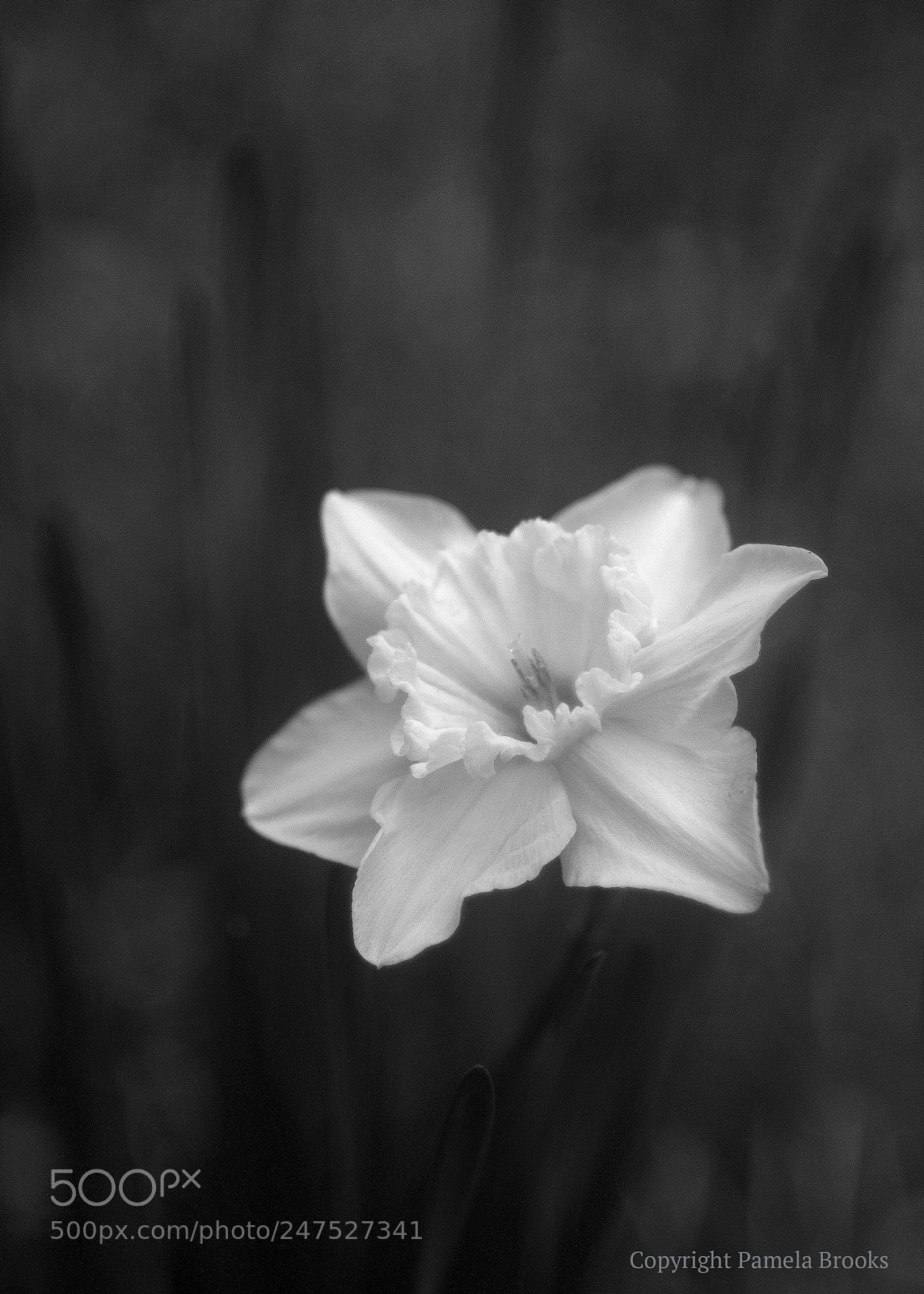 Nikon D90 sample photo. Black and white/daffodil photography