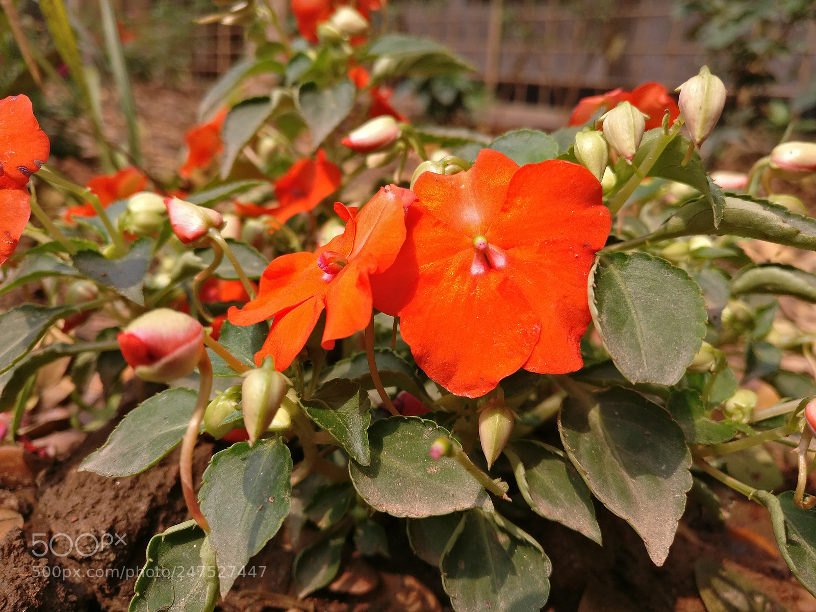 OnePlus A3003 sample photo. Untitled photography