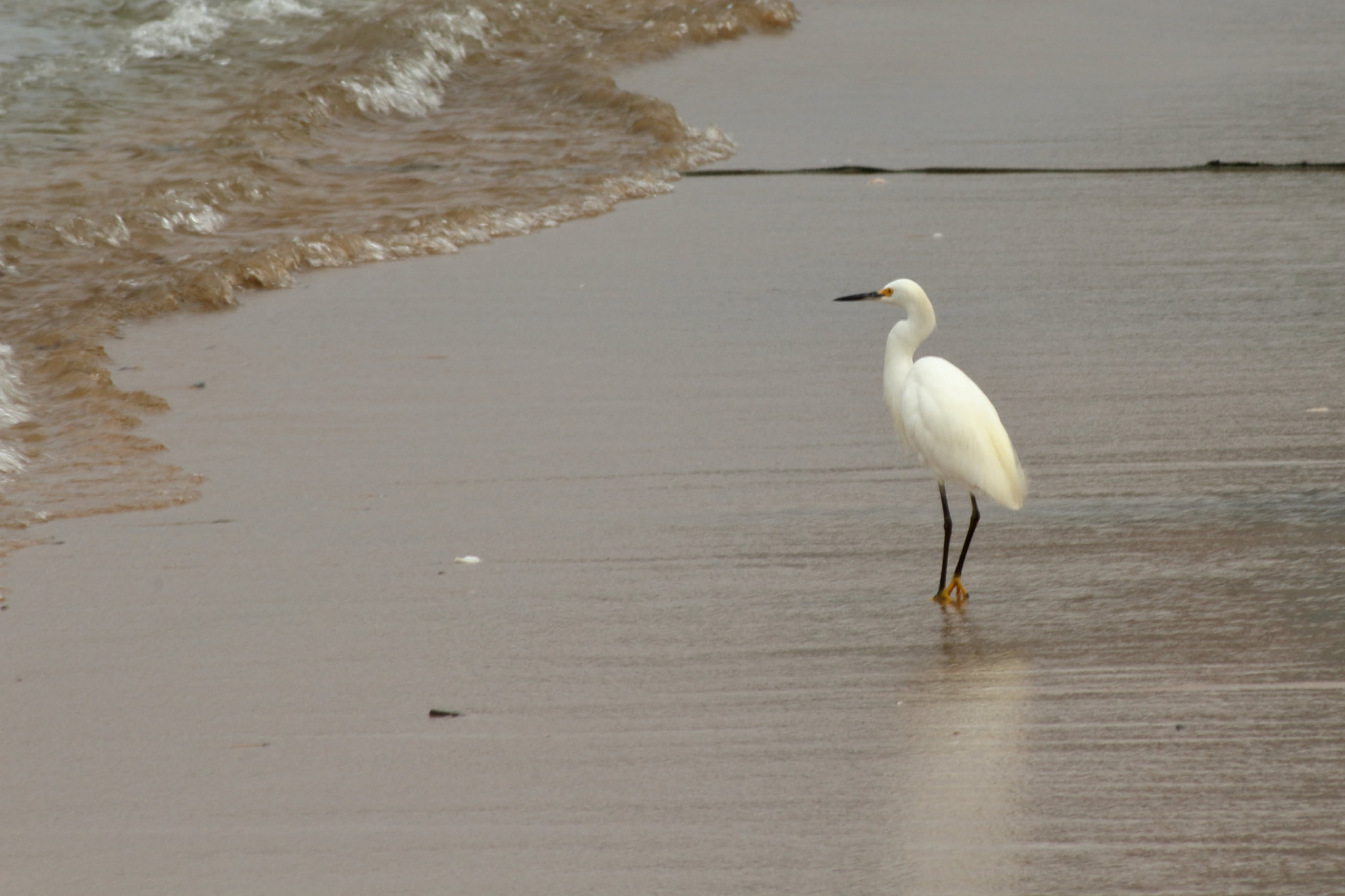 EF75-300mm f/4-5.6 sample photo. Nice garza photography