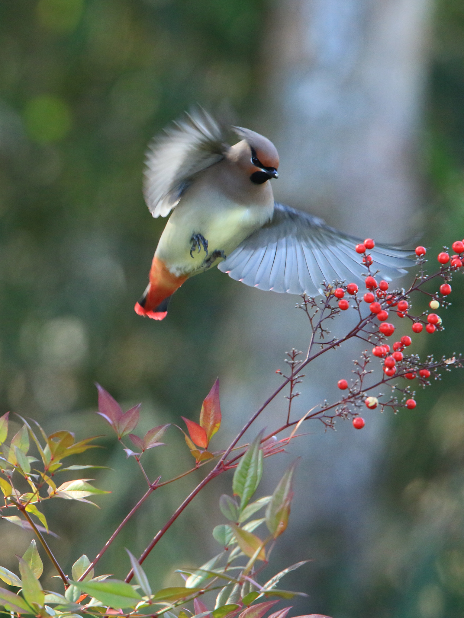 Canon EF 400mm F2.8L IS USM sample photo. Japanese waxwing  ヒレンジャク photography