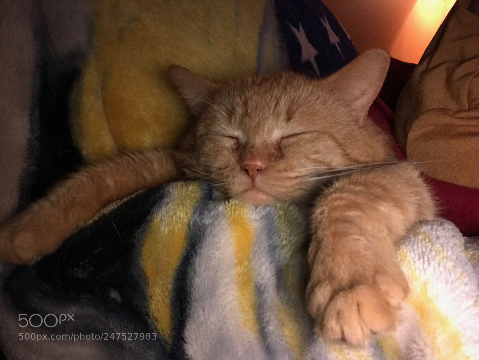 Apple iPhone 7 Plus sample photo. Sleeping cat photography