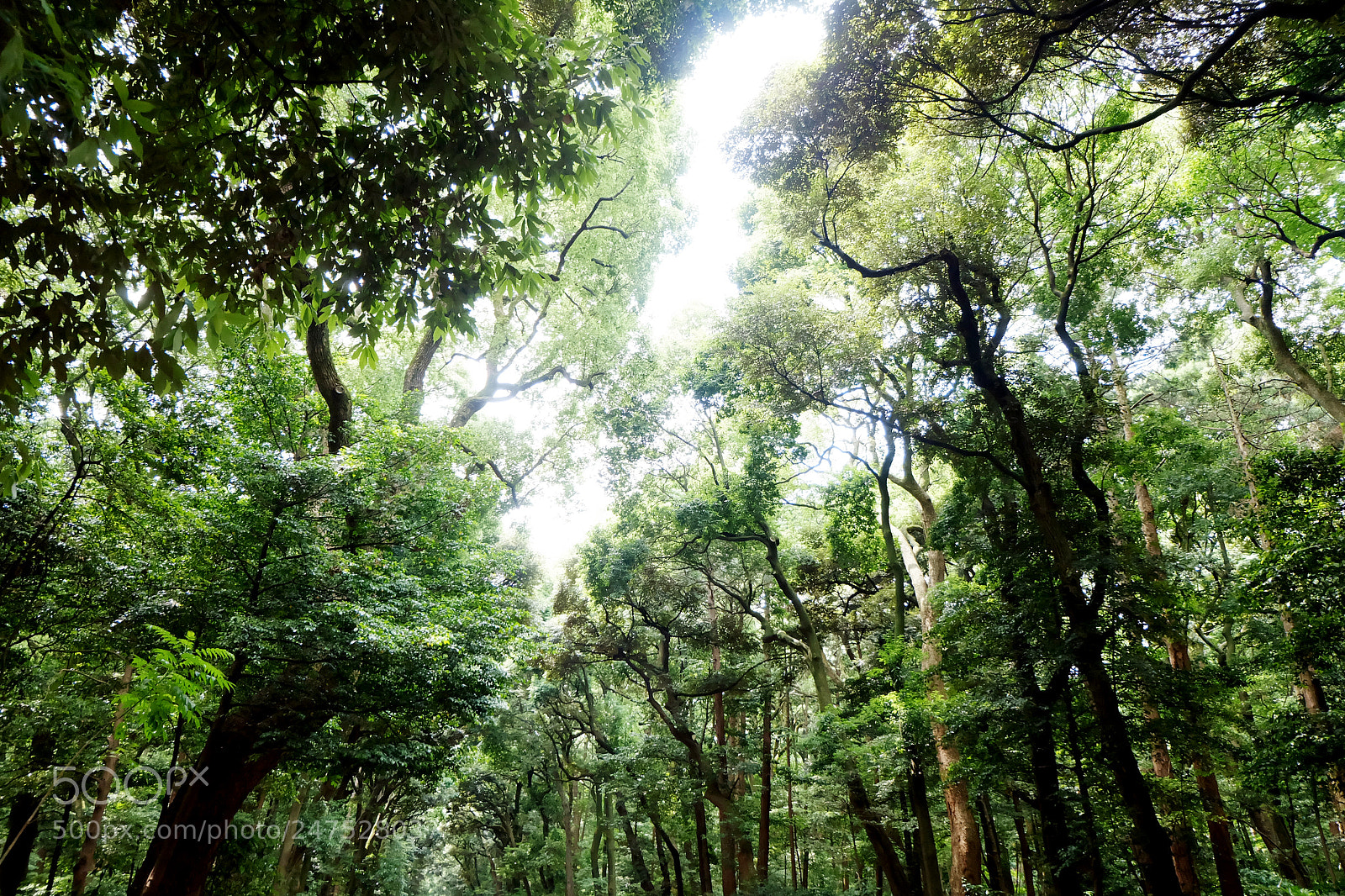 Fujifilm X-A1 sample photo. Green trees forest at photography