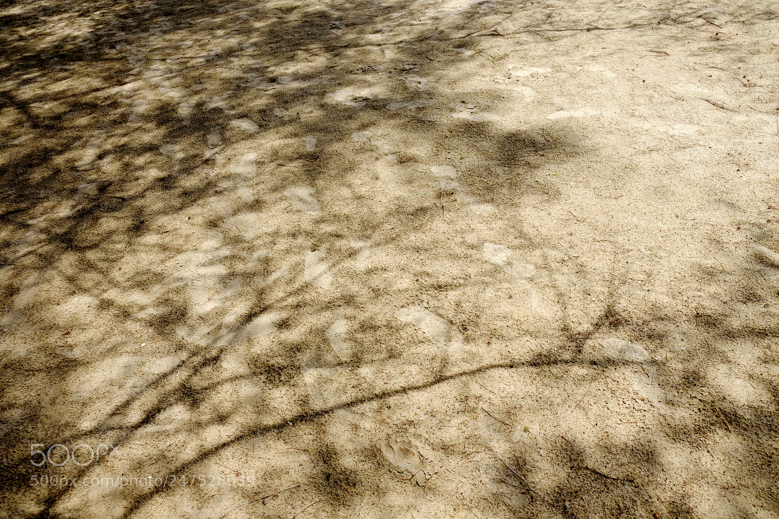 Fujifilm X-T20 sample photo. Tree shadow on the photography
