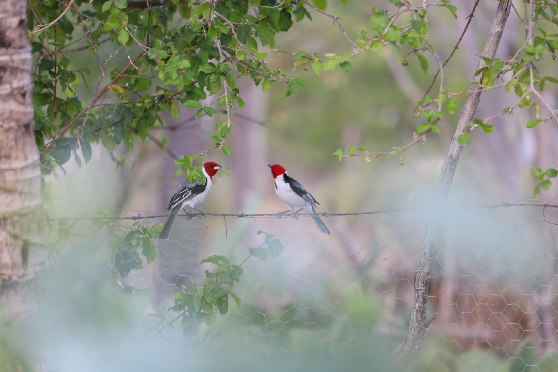 Canon EF-S 55-250mm F4-5.6 IS STM sample photo. Birds photography